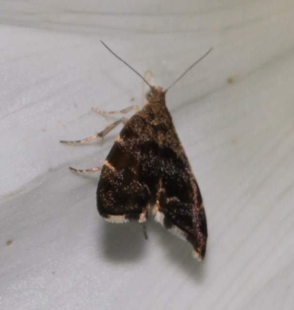 Anthophila fabriciana - lápréti levélmoly