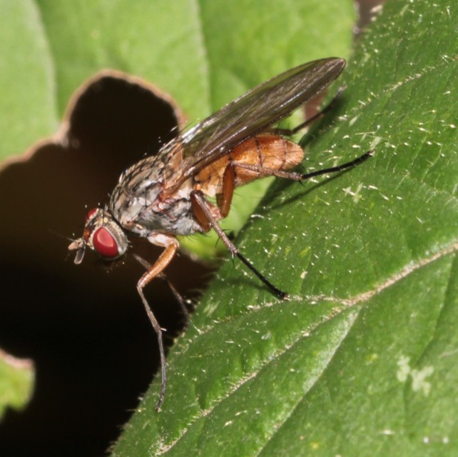 Muscidae - igazi legyek