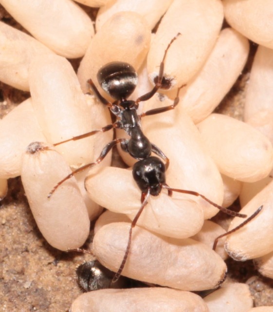 Formica fusca - kormos rabszolgahangya