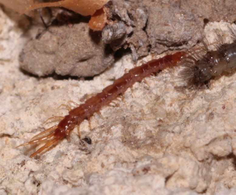 Lithobius
