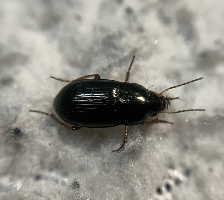 Amara lucida - fénylő közfutó Amara lucida - fénylő közfutó