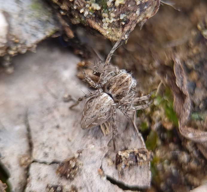 Oxyopes heterophthalmus - homoki hiúzpók
