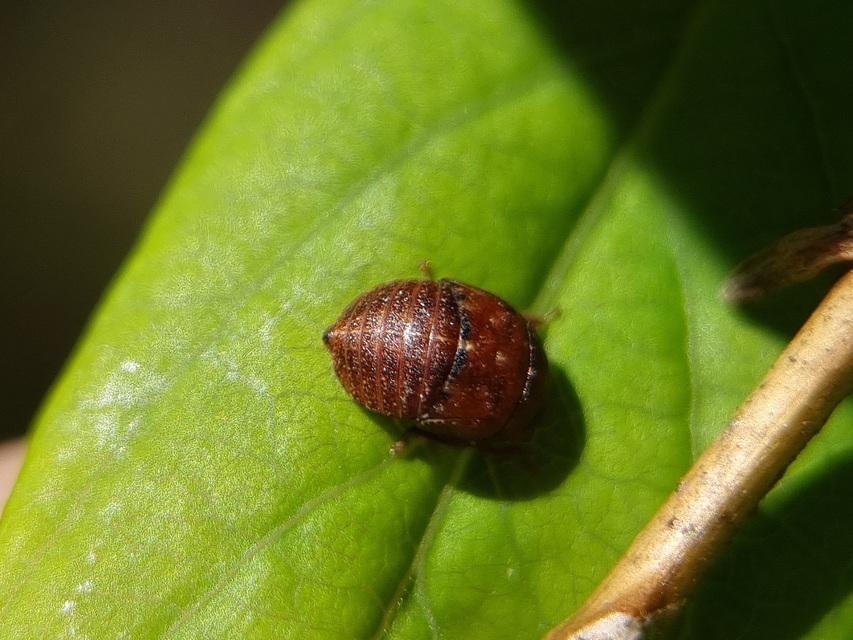 Penthimia nigra - fekete kabóca Penthimia nigra - fekete kabóca