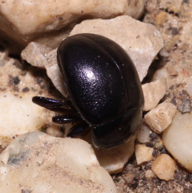 Chrysolina sturmi - vöröslábú levelész