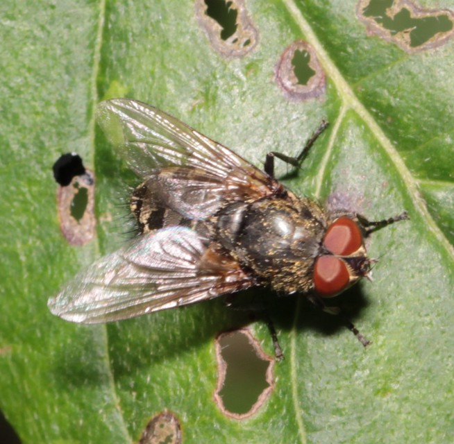 Pollenia