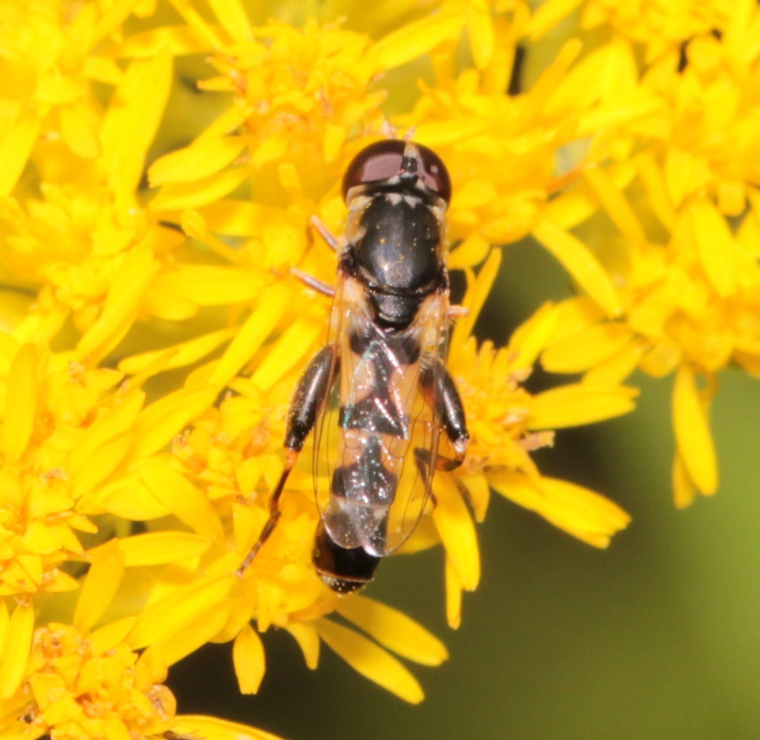 Syritta pipiens - zizegő comboslégy