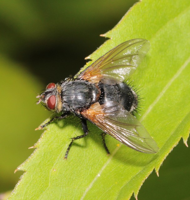 Nemoraea pellucida