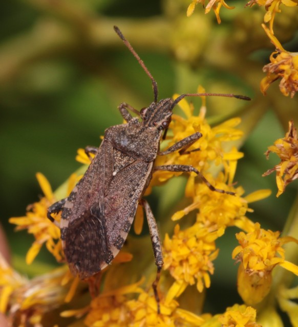 Ceraleptus gracilicornis - tüskéslábú karimáspoloska