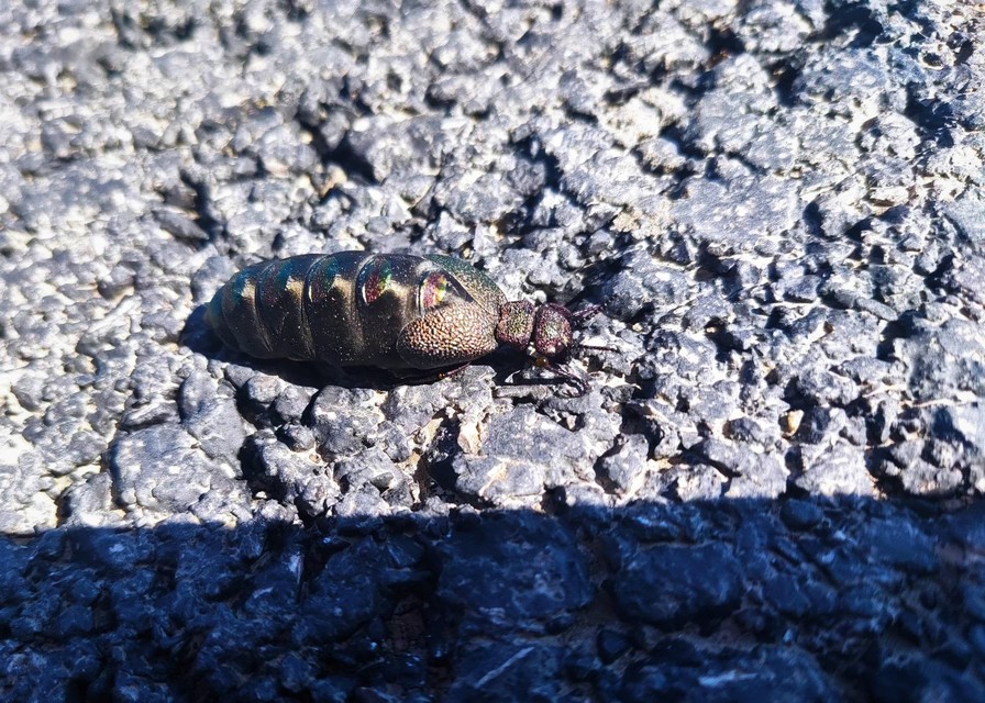 Meloe variegatus - pompás nünüke Meloe variegatus - pompás nünüke