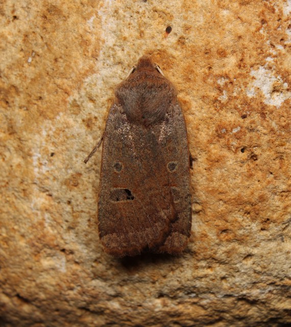 Conistra erythrocephala - vörösfejű őszibagoly