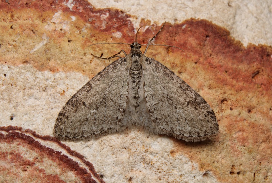 Trichopteryx carpinata - nyárfa-lebenyesaraszoló