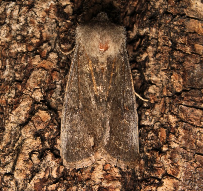 Orthosia populeti - nyárfa-barkabagoly