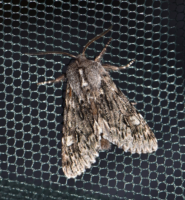 Brachionycha nubeculosa - zömök fésűsbagoly
