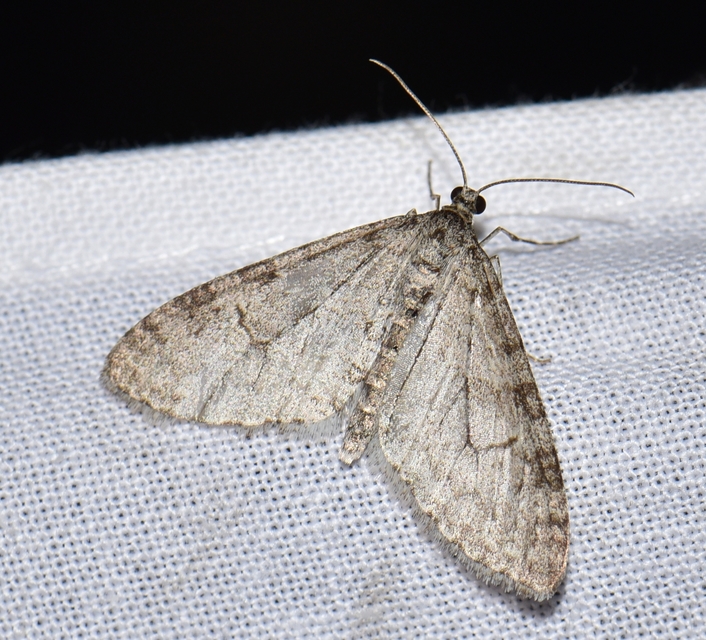 Trichopteryx carpinata - nyárfa-lebenyesaraszoló
