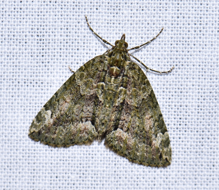 Chloroclysta siterata - salátazöld araszoló