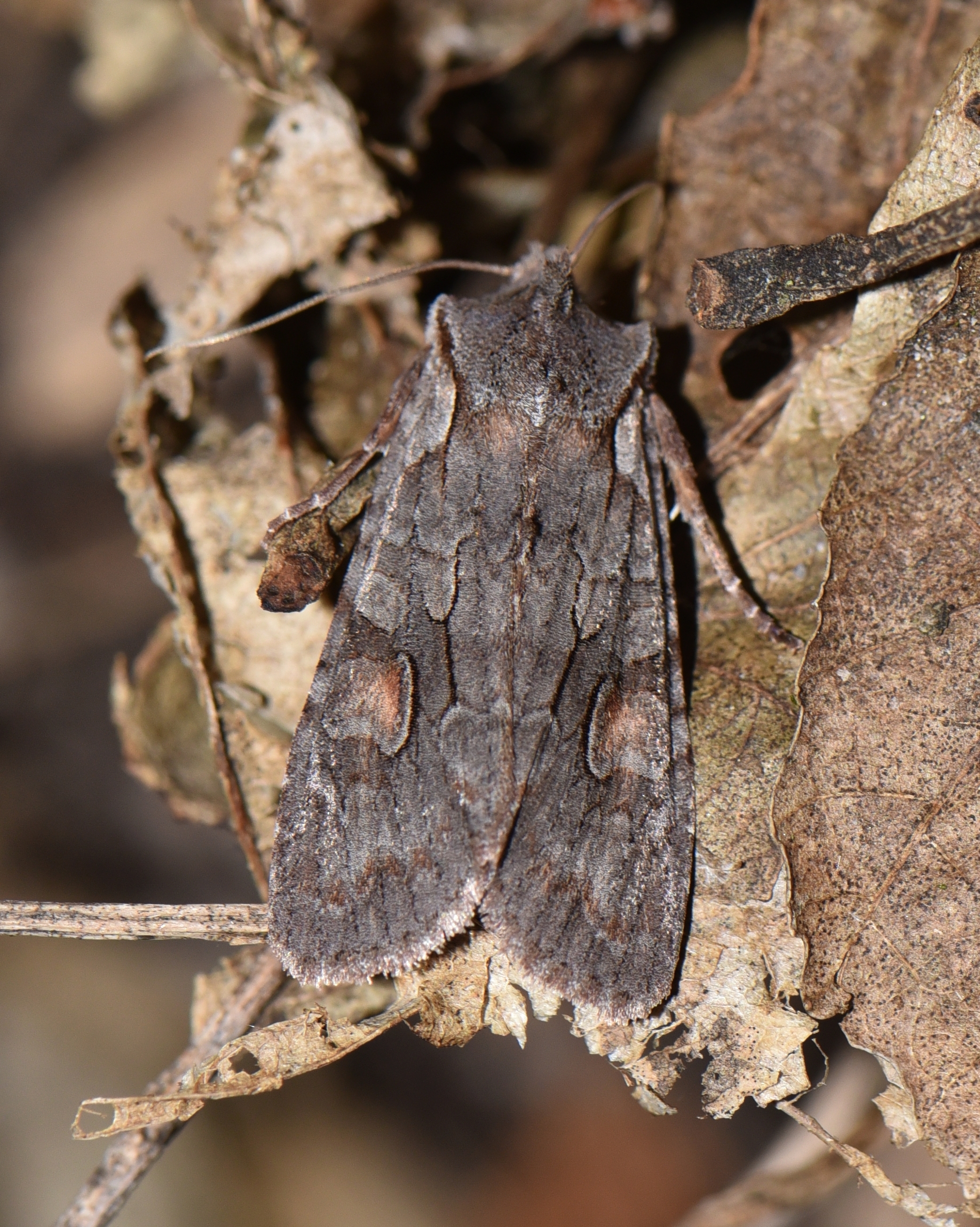 Lithophane furcifera - villás fabagoly