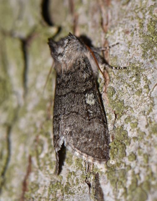 Achlya flavicornis - nyíres pihésszövő