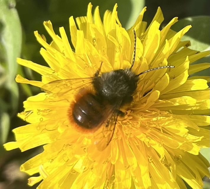 Osmia cornuta - szarvas faliméh