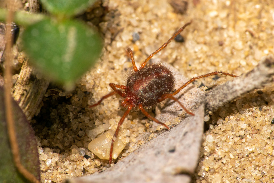 Erythraeus