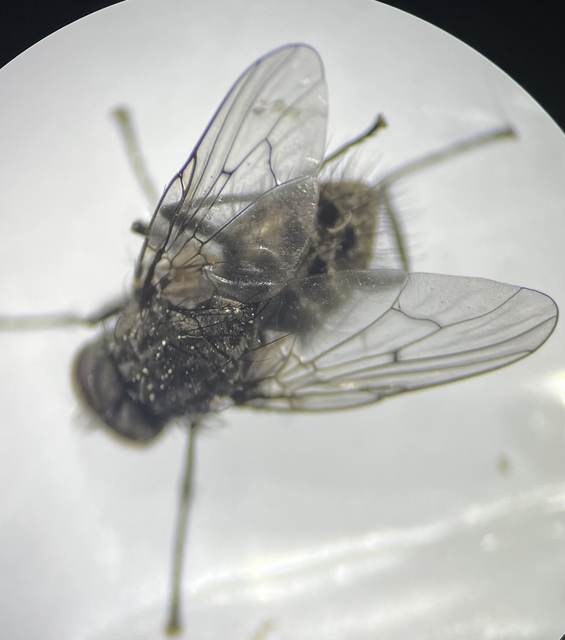 Helina evecta