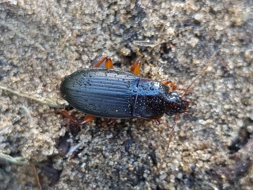 Calathus erratus - pusztai tarfutó