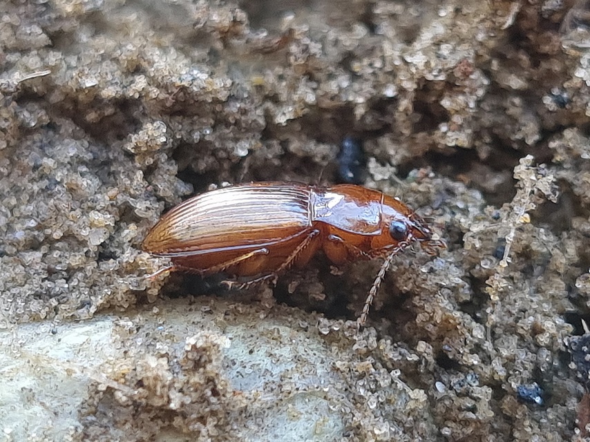 Amara fulva - sápadt közfutó Amara fulva - sápadt közfutó