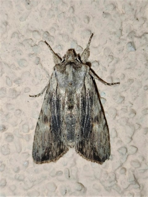 Lithophane socia - barna fabagoly