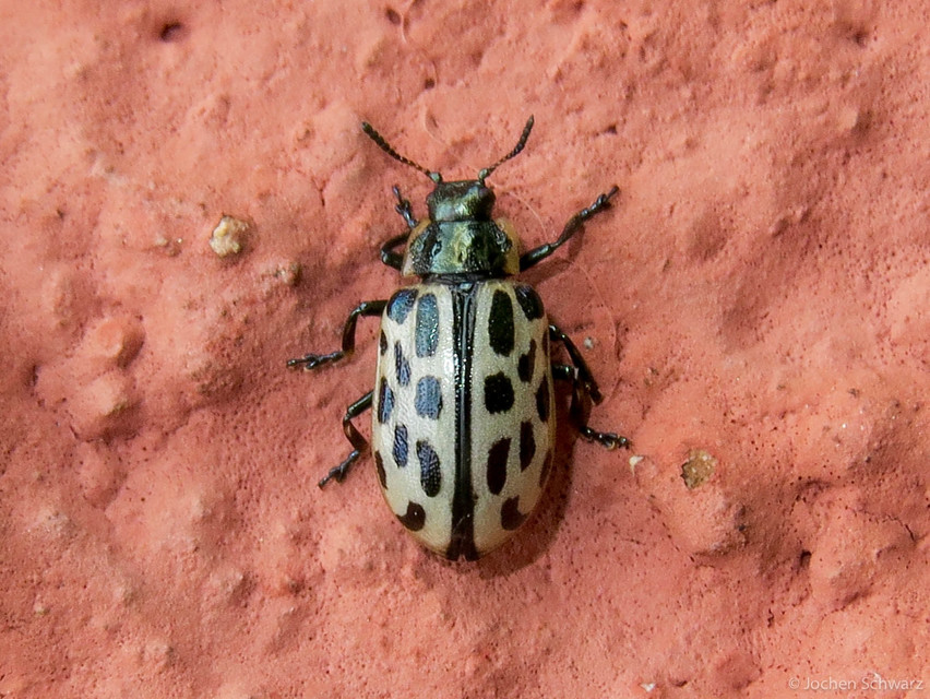 Chrysomela vigintipunctata - húszfoltos fűzlevelész