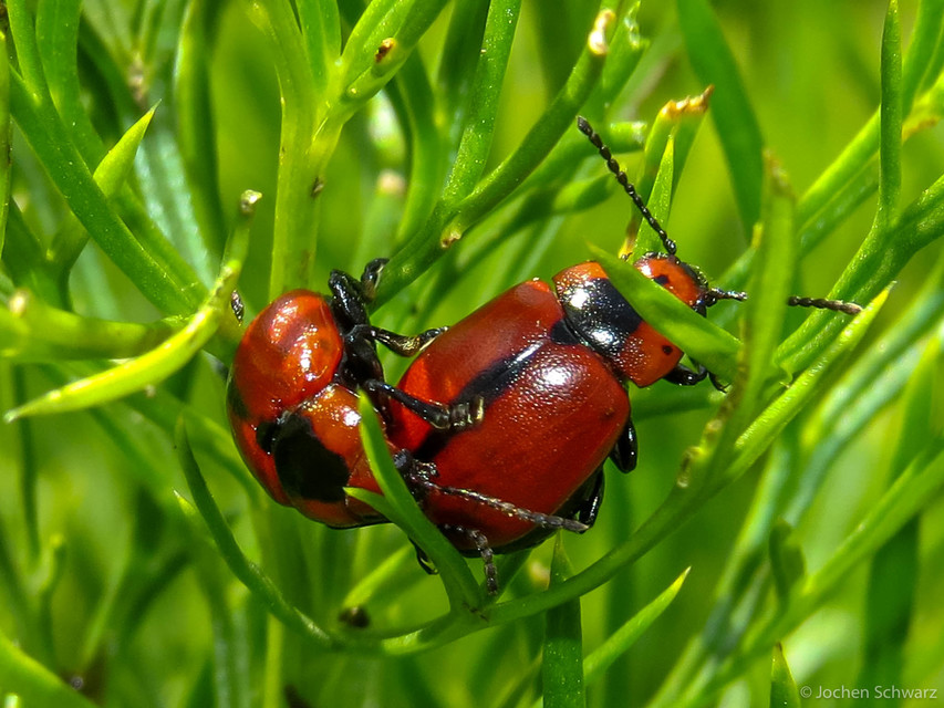 Entomoscelis dorsalis - hérics-honvédbogár