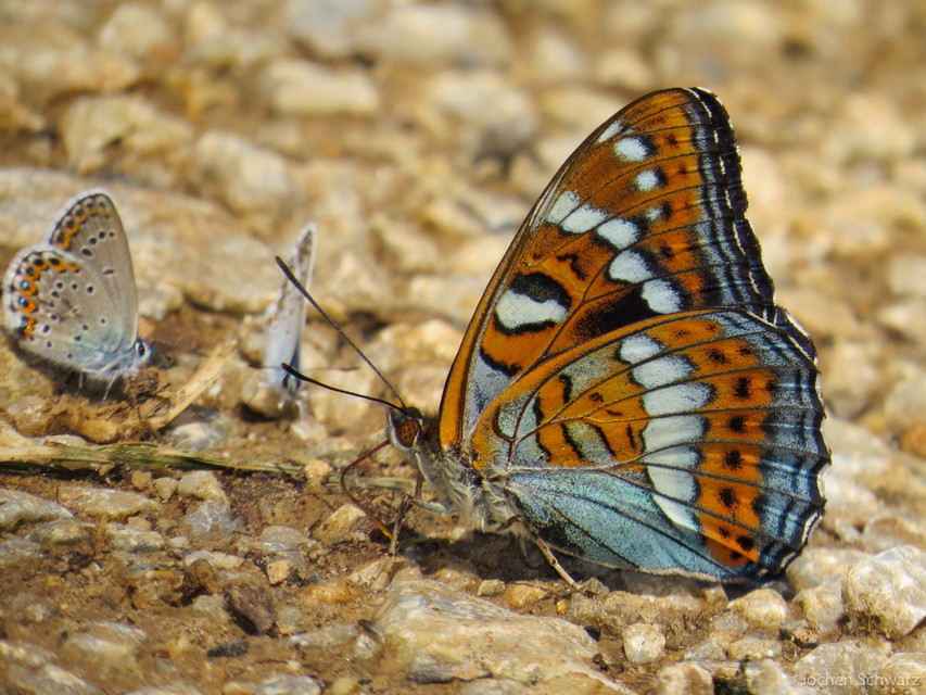 Limenitis populi - nagy nyárfalepke