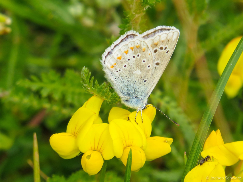 Polyommatus dorylas - fénylő boglárka