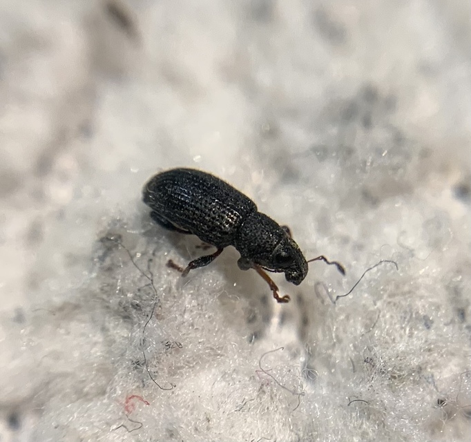 Sitona hispidulus - szőrös csipkézőbogár