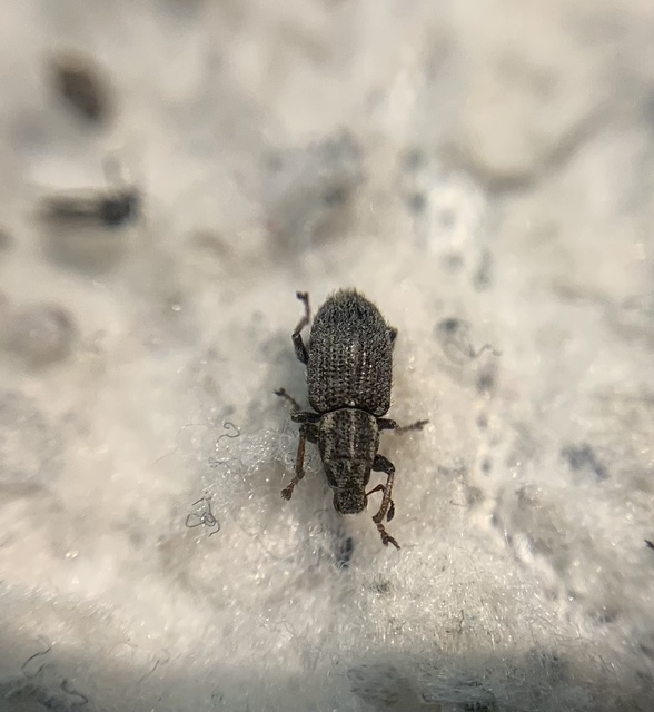 Sitona hispidulus - szőrös csipkézőbogár