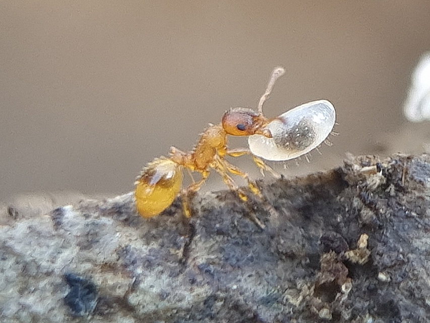 Temnothorax unifasciatus - gyűrűs kéreghangya