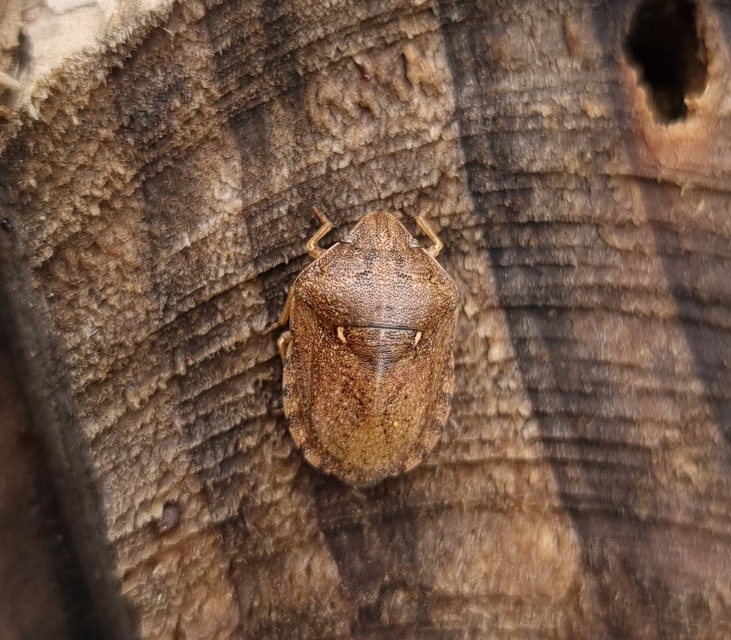 Eurygaster