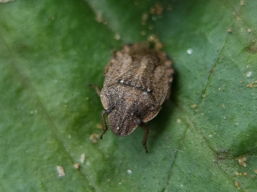 Sciocoris Sciocoris