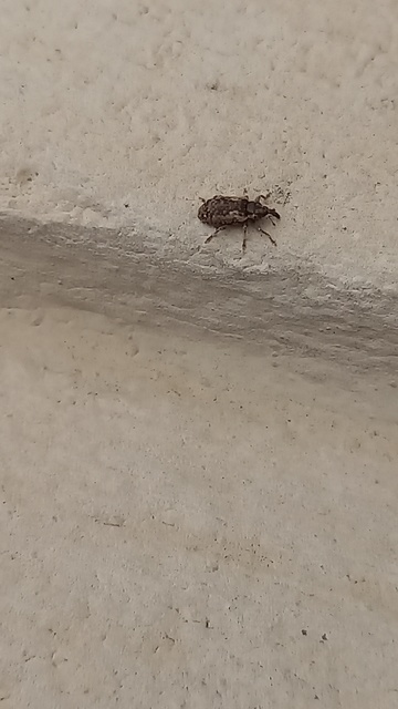 Dorytomus ictor - szegélyes hangormányos