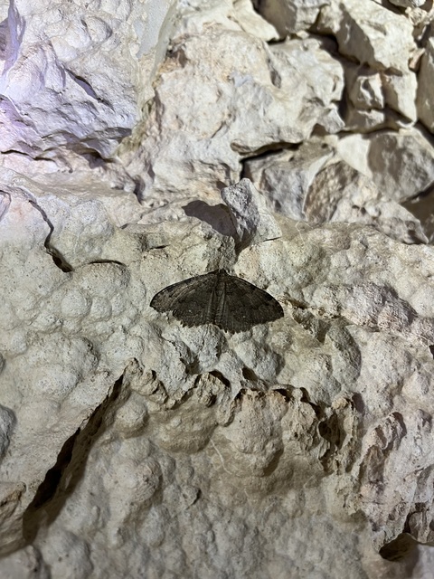 Triphosa dubitata - kutyabenge-araszoló