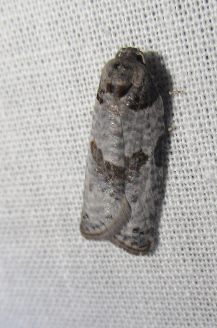 Pseudeulia asinana - korai sodrómoly