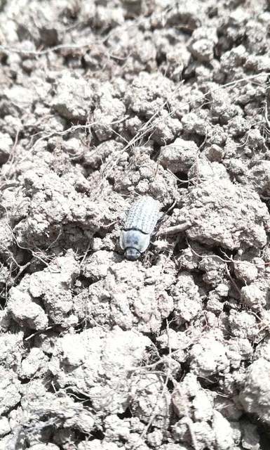 Opatrum sabulosum - sároshátú gyászbogár