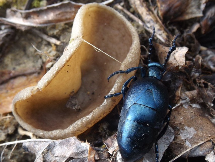 Meloe violaceus - kék nünüke