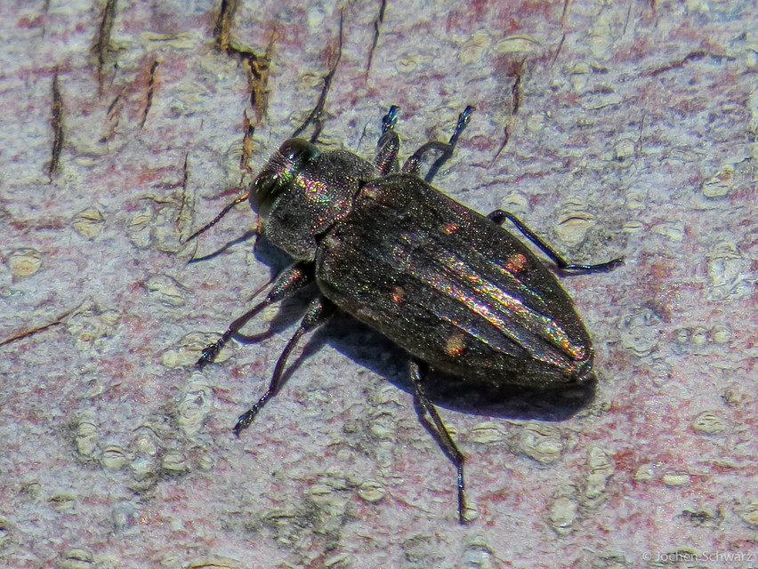 Chrysobothris affinis - aranypettyes díszbogár