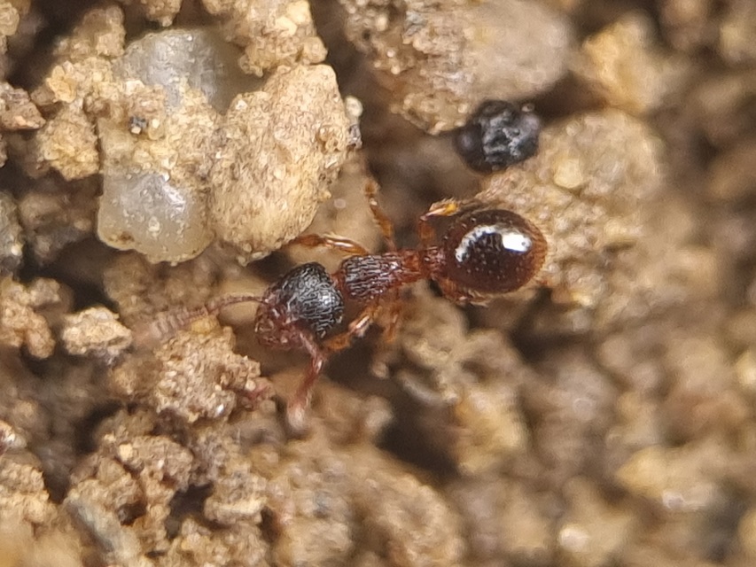 Myrmecina graminicola - ráncoshangya
