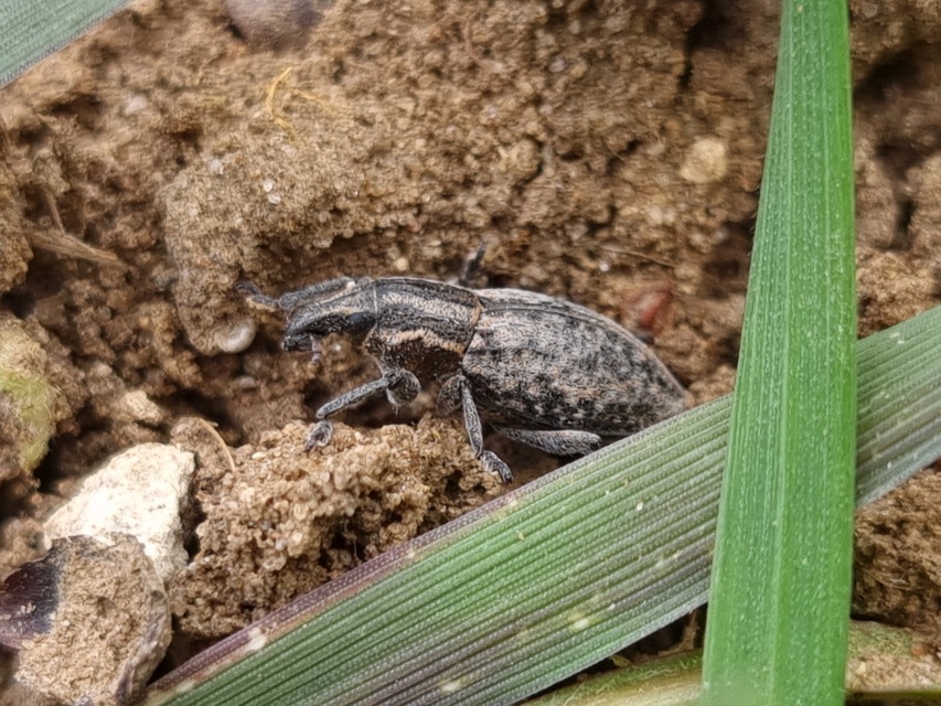 Pseudocleonus cinereus - hamvas barkó