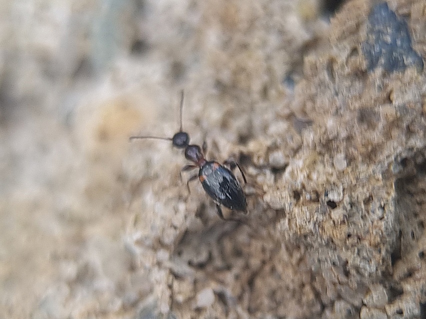Anthelephila pedestris - hangyaszerű fürgebogár