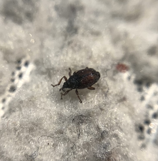 Oprohinus consputus - hamvas hagymaormányos