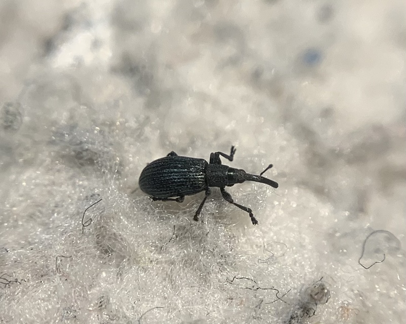 Stenopterapion meliloti - somkóró-cickányormányos
