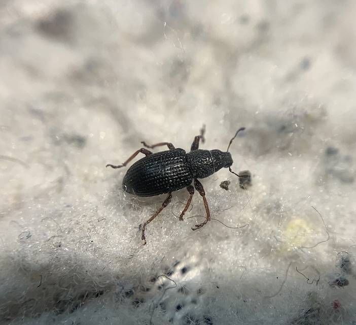 Sitona hispidulus - szőrös csipkézőbogár
