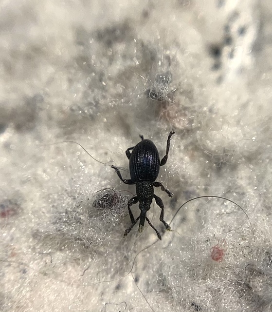 Ceratapion onopordi - szamárbogáncs-cickányormányos Ceratapion onopordi - szamárbogáncs-cickányormányos