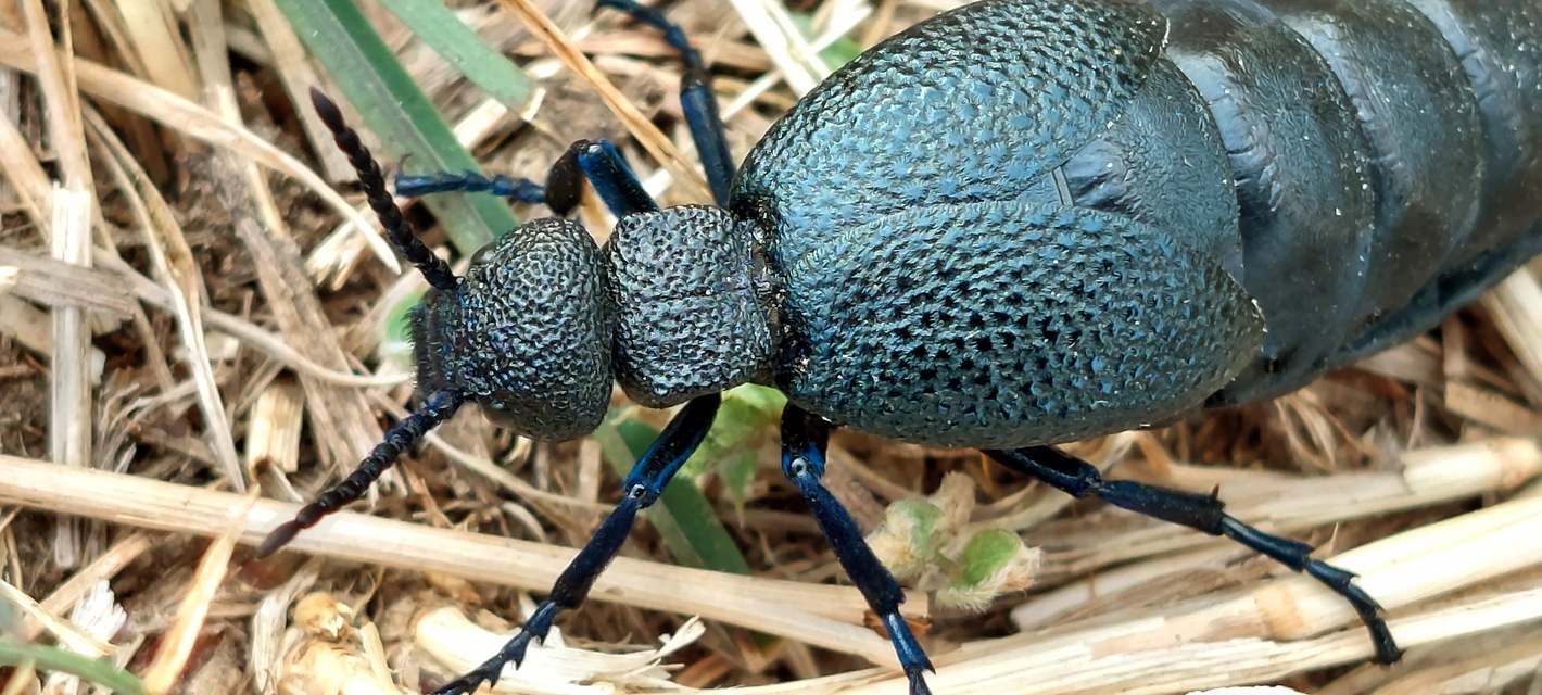 Meloe cicatricosus - óriásnünüke